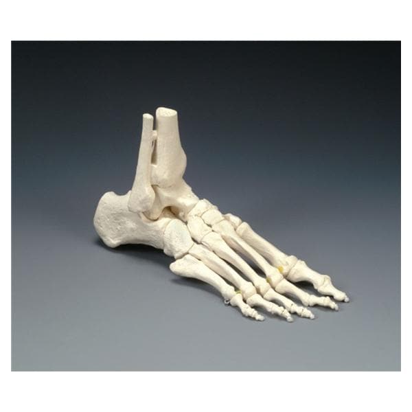 Right Anatomical Adult Model EA