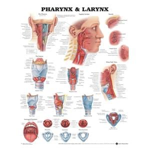 Pharynx and Larynx 20x26" Anatomical Chart Ea