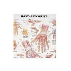 Hand And Wrist 20x26" Anatomical Chart Ea