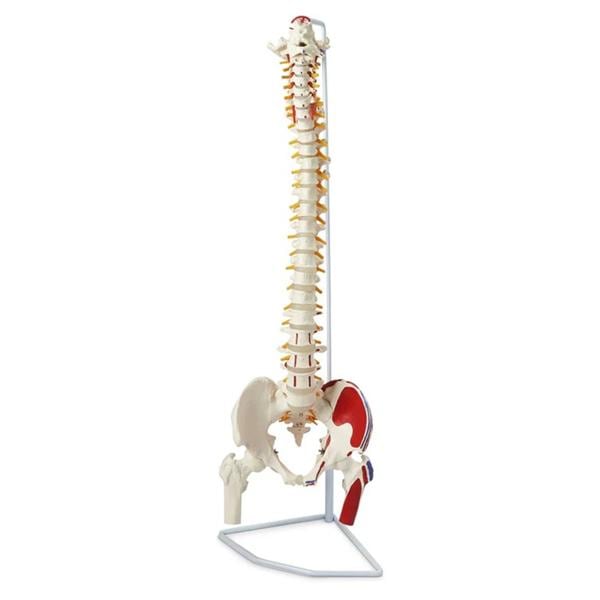 Vertebral Column Anatomical Model Ea