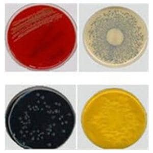 Phenylethyl Alcohol Agar Culture Bacitracin Lactose Monoplate 10/Pk