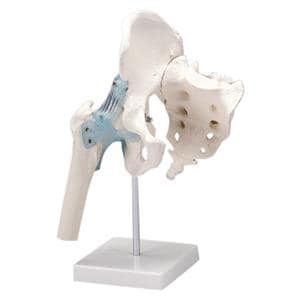 Functional Hip Joint Anatomical Adult Model Ea