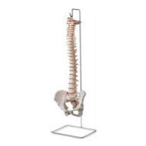 Vertebral Column Anatomical Model Ea