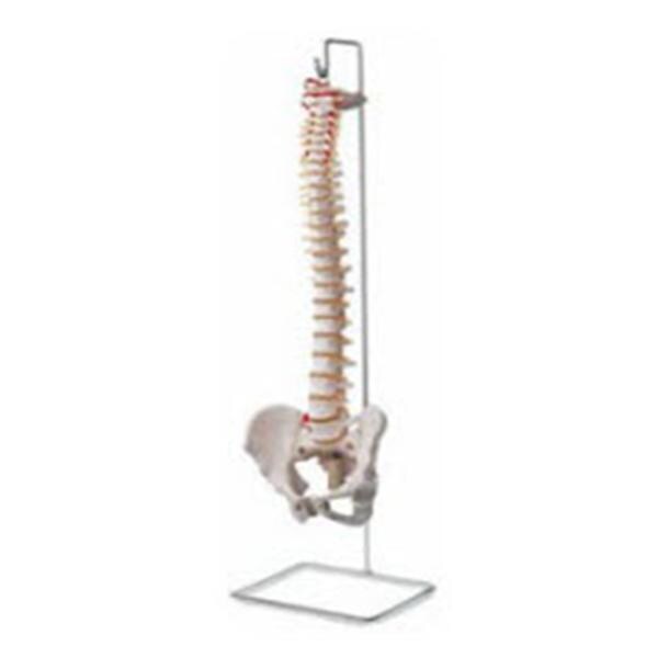 Vertebral Column Anatomical Model Ea