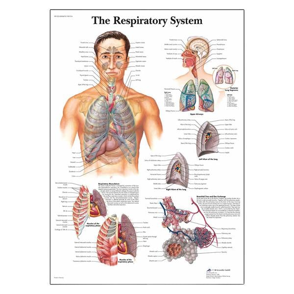 3B Scientific Respiratory System 20x26" Anatomical Chart Ea