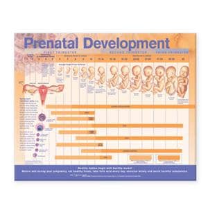 Prenatal Development 20x26" Anatomical Chart Ea