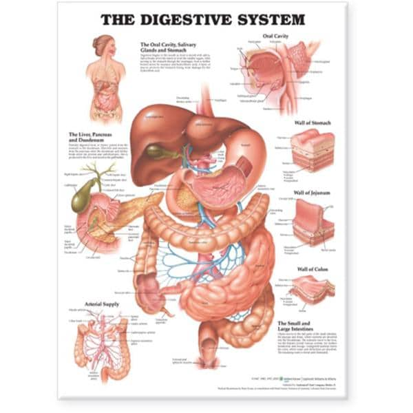 Digestive System 20x26" Anatomical Chart Ea