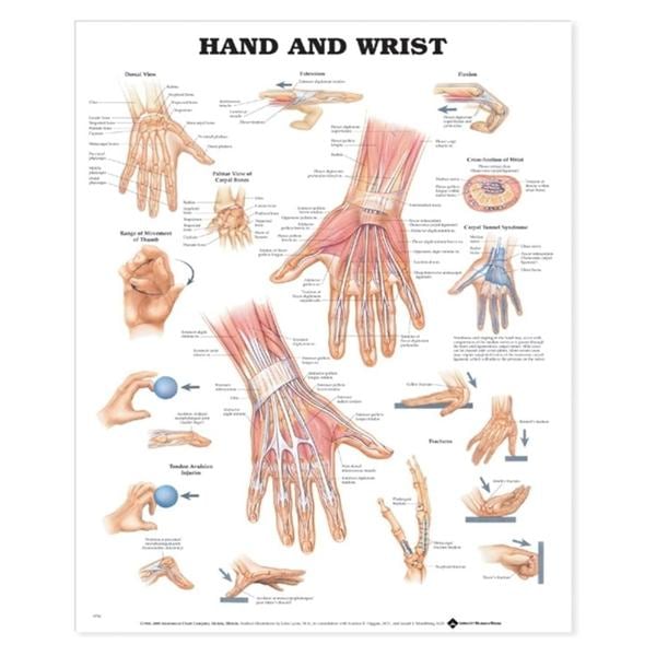 Hand And Wrist 20x26" Anatomical Chart Ea