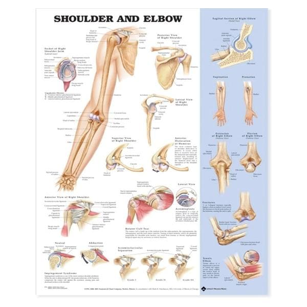 Shoulder And Elbow 20x26" Anatomical Chart Ea