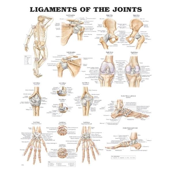 Ligaments of the Joints 20x26" Anatomical Chart Ea