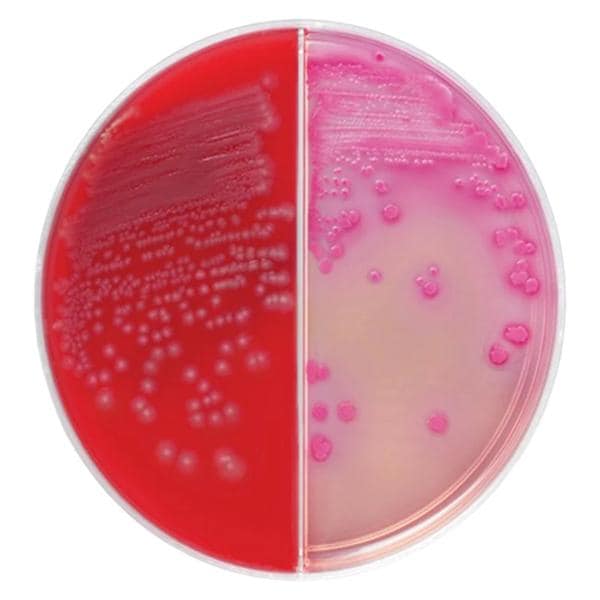 TSA: Trypticase Soy Agar Culture Media 5% Sheep Blood Biplate 10/Pk