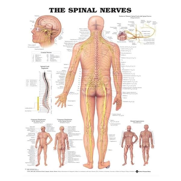 The Spinal Nerves 20x26" Anatomical Chart Ea