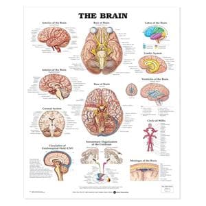 Brain 20x26" Anatomical Chart Ea