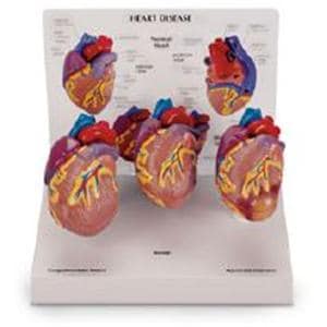 Mini Heart Anatomical Model 3/St