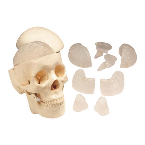 Skull Anatomical Model Ea