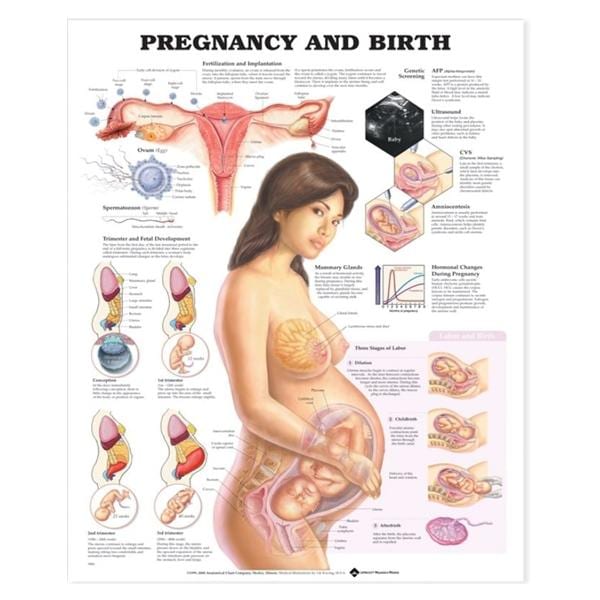 Pregnancy and Birth 20x26" Anatomical Chart Ea