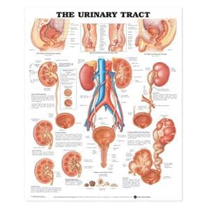 Urinary Tract 20x26" Educational Chart Ea