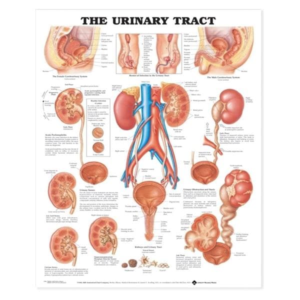 Urinary Tract 20x26" Educational Chart Ea