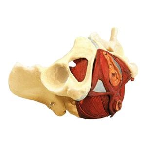 Educational Female Pelvis Model Ea