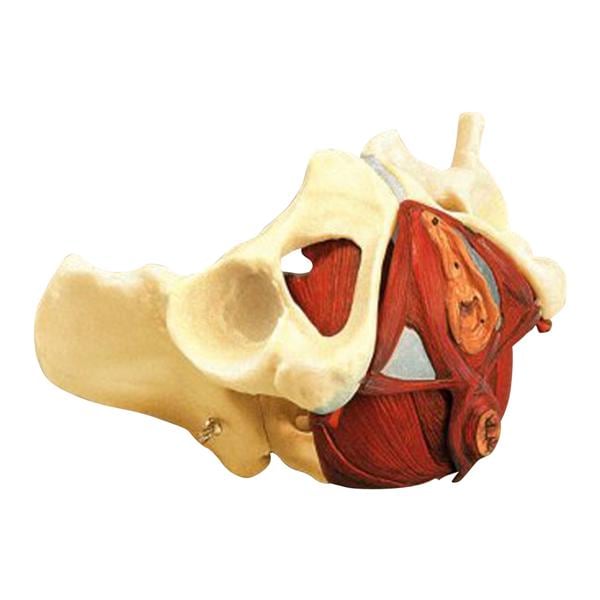 Educational Female Pelvis Model Ea