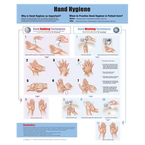 Hand Hygiene 20x26" Anatomical Chart Ea