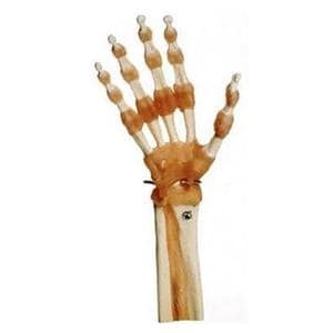 Functional Hand and Finger Joints Anatomical Model Ea