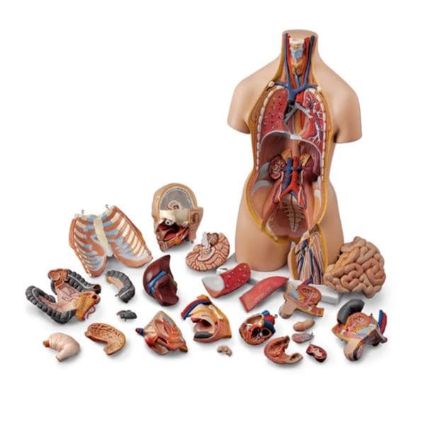 Human Torso Anatomical Model Ea