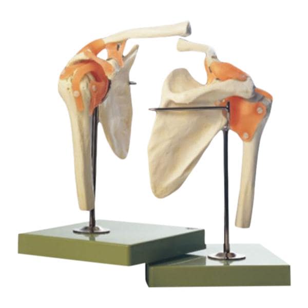 Shoulder Joint Function Anatomical Model EA