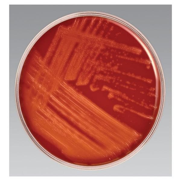 SXT SXT Blood Agar Culture Monoplate 8/Pk