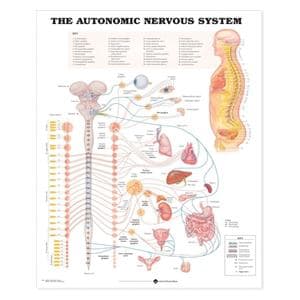 The Autonomic Nervous System 20x26" Anatomical Chart Ea