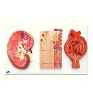 3B Scientific Kidney/Nephrons/Blood Vessels/Renal Corpuscle Anatomical Model Ea