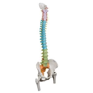 Flexible Spine Anatomical Model Ea