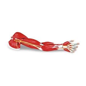 Arm Muscle Anatomical Model Ea