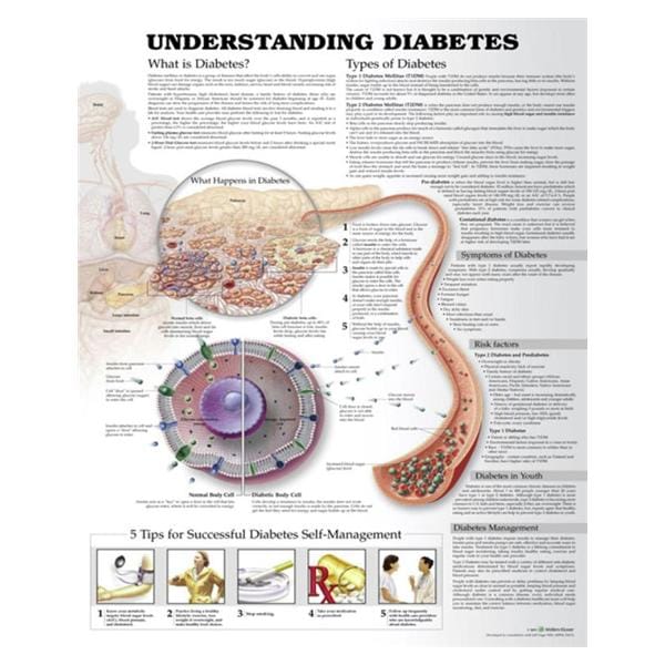 Understanding Diabetes 20x26" Educational Chart Ea