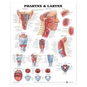 Pharynx and Larynx 20x26" Anatomical Chart Ea