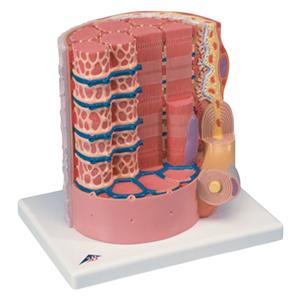 Microanatomy Muscle Fiber Anatomical Model Ea