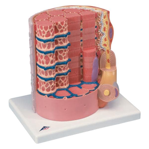 Microanatomy Muscle Fiber Anatomical Model Ea