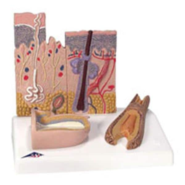 Skin Section Anatomical Model Ea