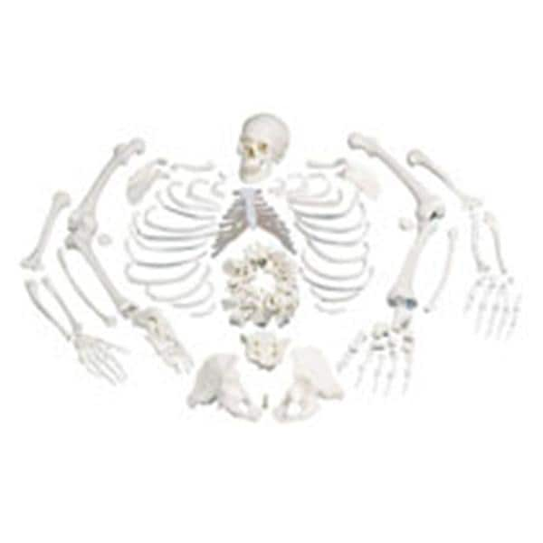 3-Part Skull Disarticulated Skeleton Ea