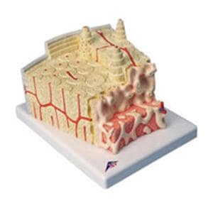 Bone Structure Anatomical Model Ea