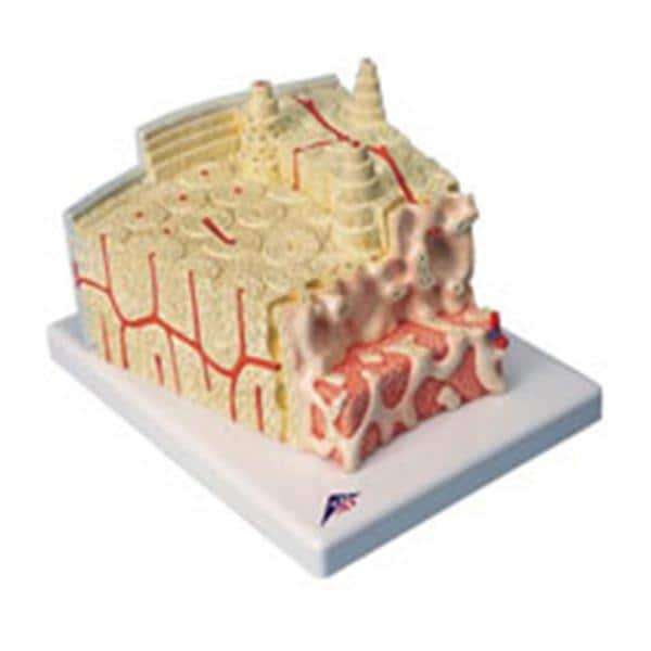 Bone Structure Anatomical Model Ea