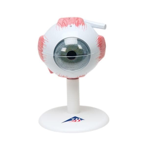 Eye Anatomical Model Ea