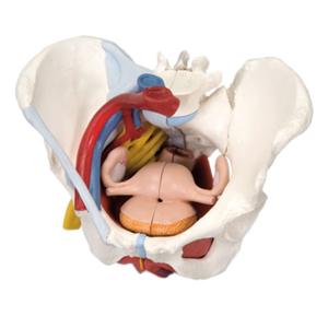 Pelvis Anatomical Female Model Ea