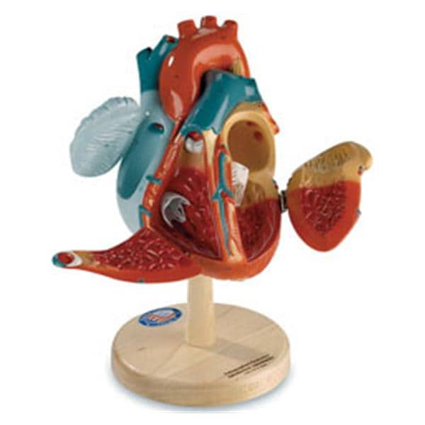 Denoyer-Geppert Heart of America Anatomical Model Ea