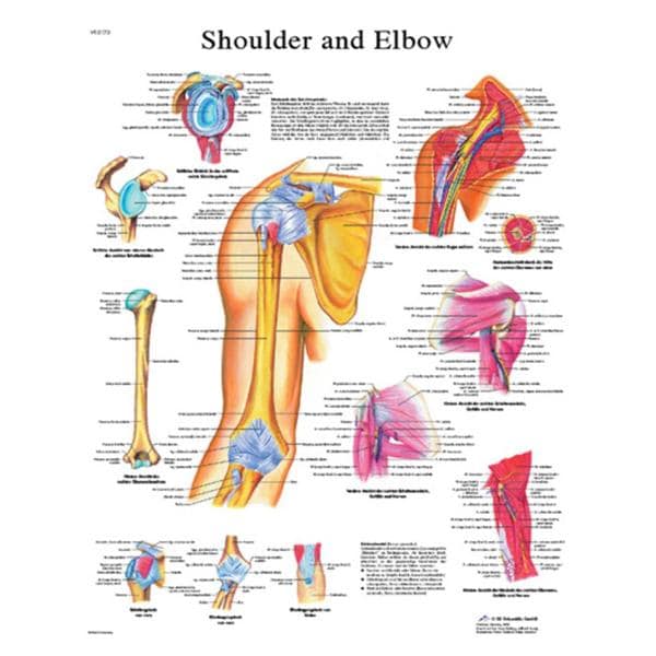 Shoulder And Elbow 20x25" Human Anatomy Chart Ea