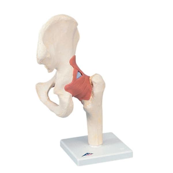 Hip Joint Functional Model Ea