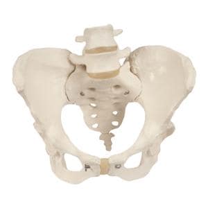 Model Pelvis Female Ea