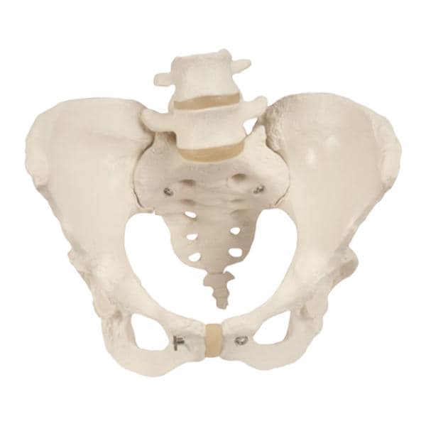 Model Pelvis Female Ea