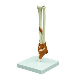 Elbow Joint Educational Model Ea