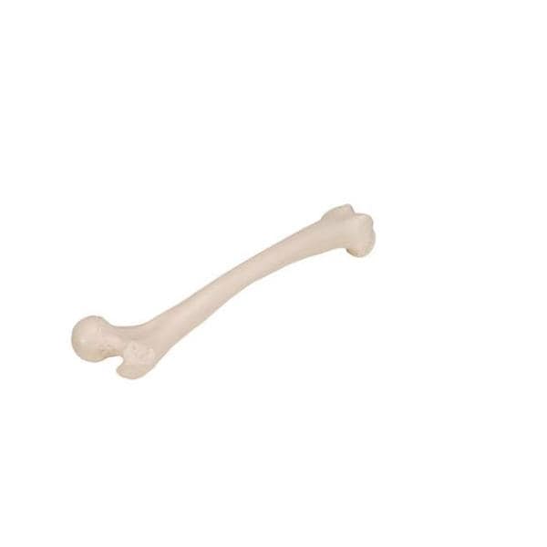 Femur Human Body Model Ea